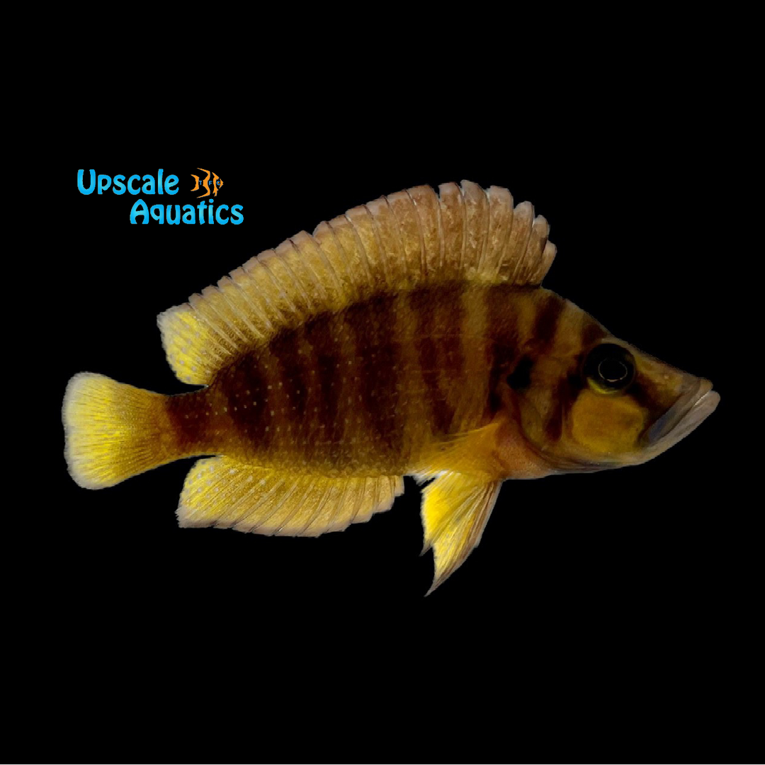 Chaitika Gold Compressiceps (Altolamprologus compressiceps 'Chaitika Yellow')