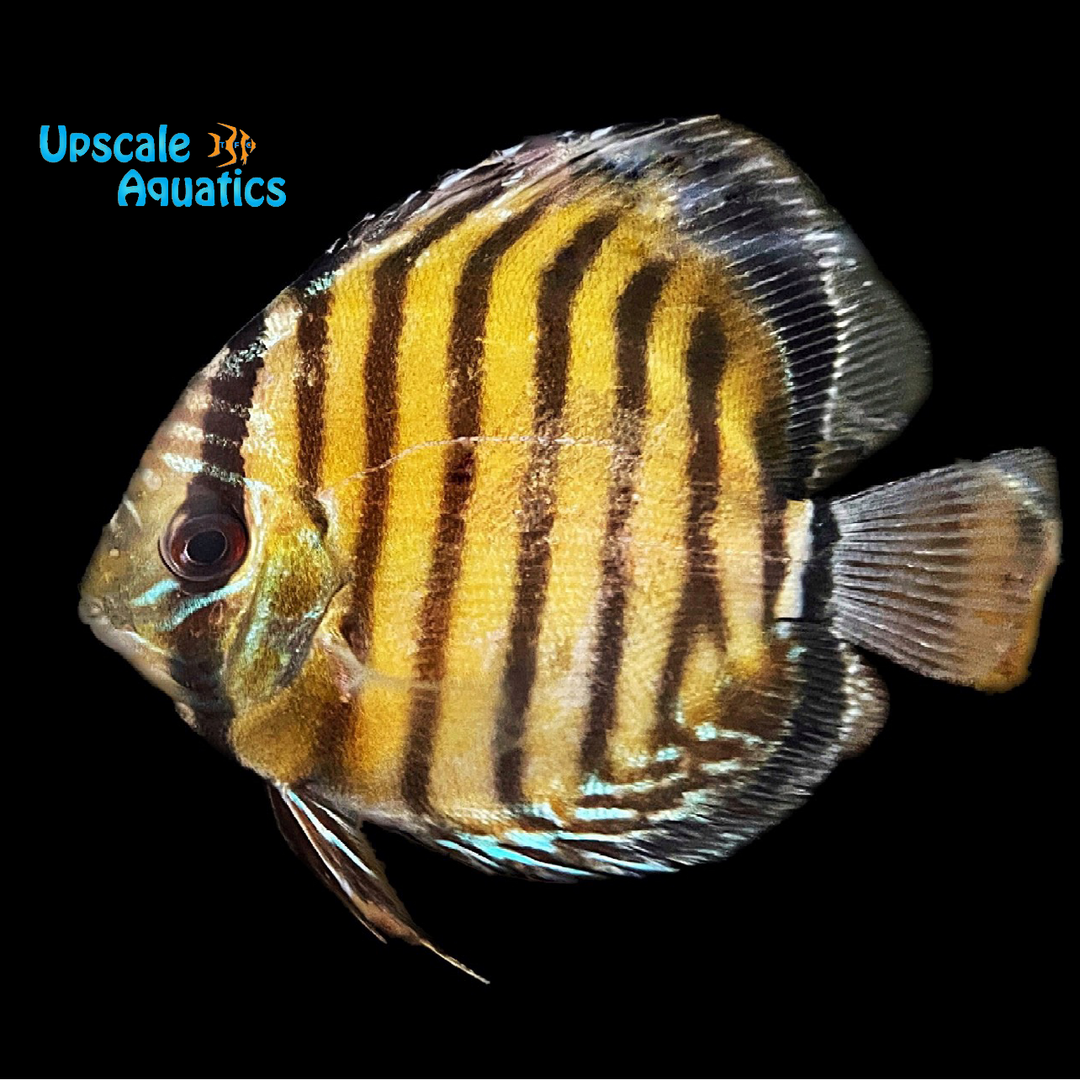 Beruri Royal Red Discus - Wild (Symphysodon aequifasciatus 'Beruri')