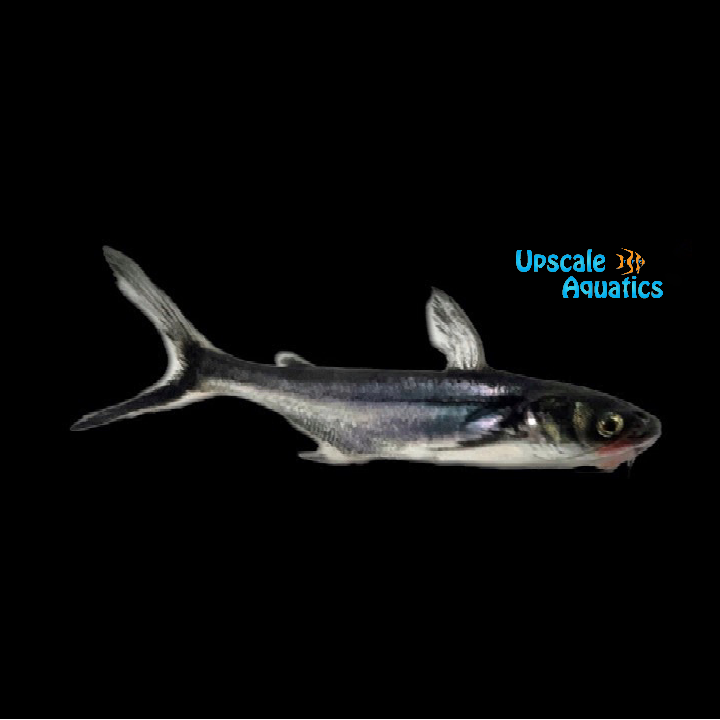 Black Ear Pangasius Catfish (Pangasius larnaudii)