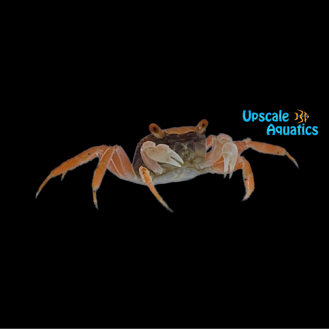 Disco Vampire Crab (Geosesarma cf tiomanicus)