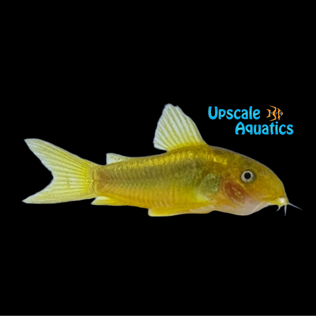 Gold Laser Cory (Corydoras sp. CW010)