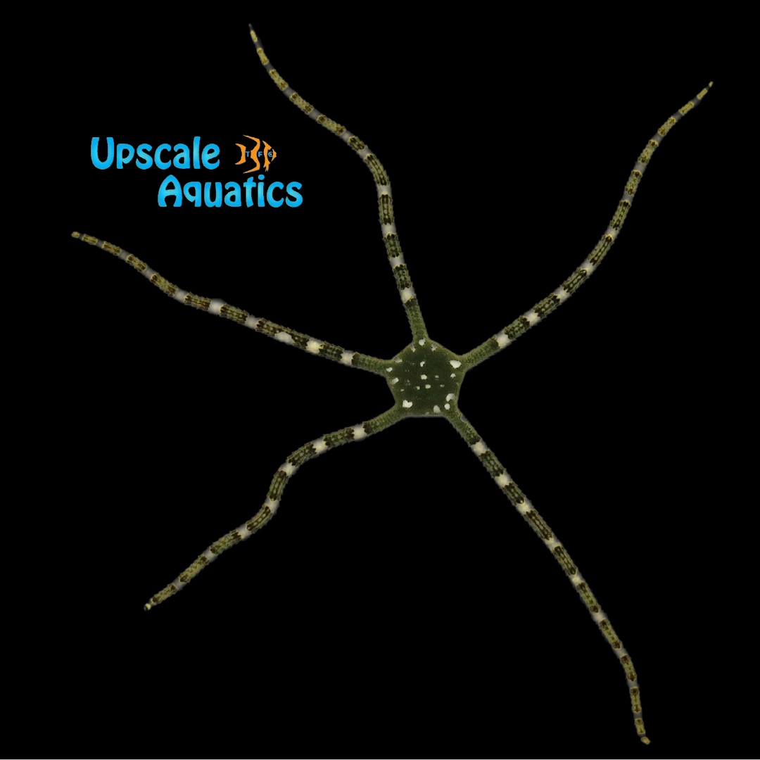 Green Striped Serpent Starfish (Ophioderma sp.)