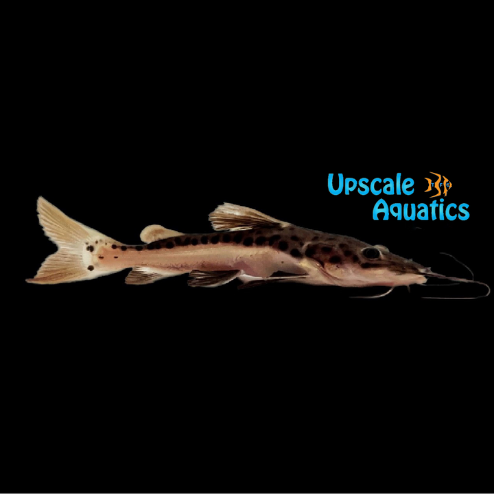 Redtail x Tiger Shovelnose Hybrid Catfish (Phractocephalus hemioliopterus x Pseudoplatystoma fasciatum)