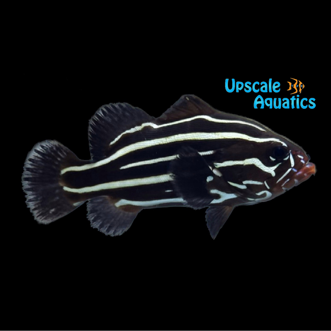Goldenstriped Soapfish (Grammistes sexlineatus)