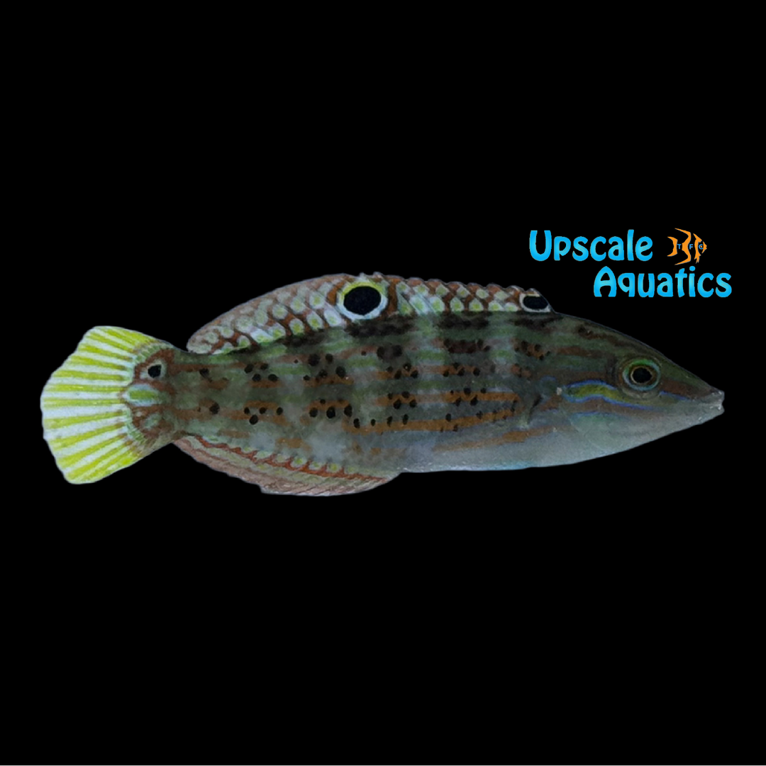 Saowisata Wrasse (Halichoeres binotopsis)