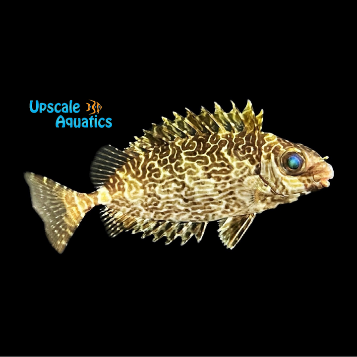 Little Spinefoot Rabbitfish (Siganus spinus)