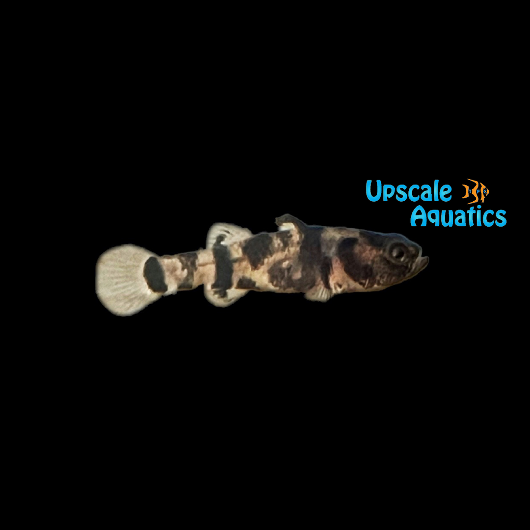 True Freshwater Bumblebee Goby (Brachygobius xanthomelas)