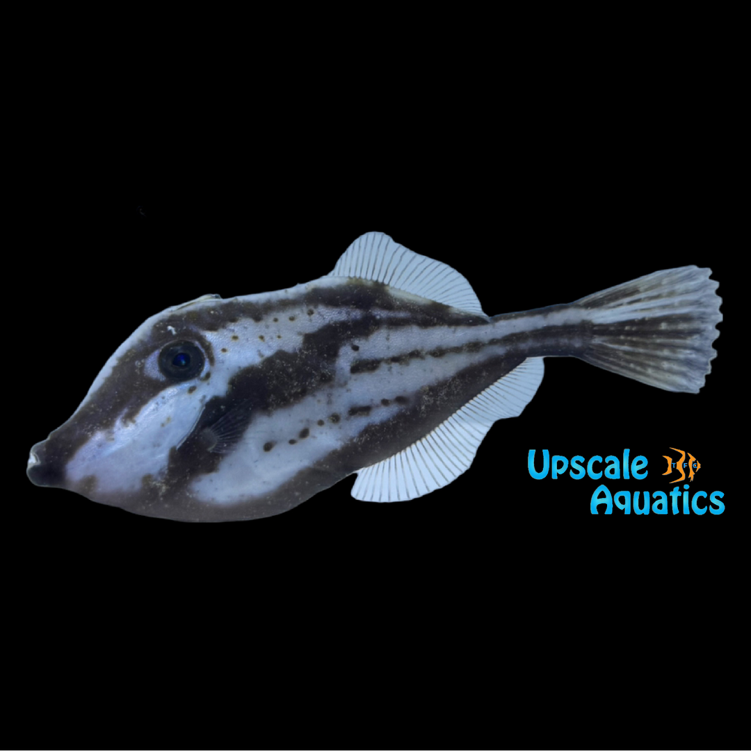 Orange Filefish (Aluterus schoepfii)
