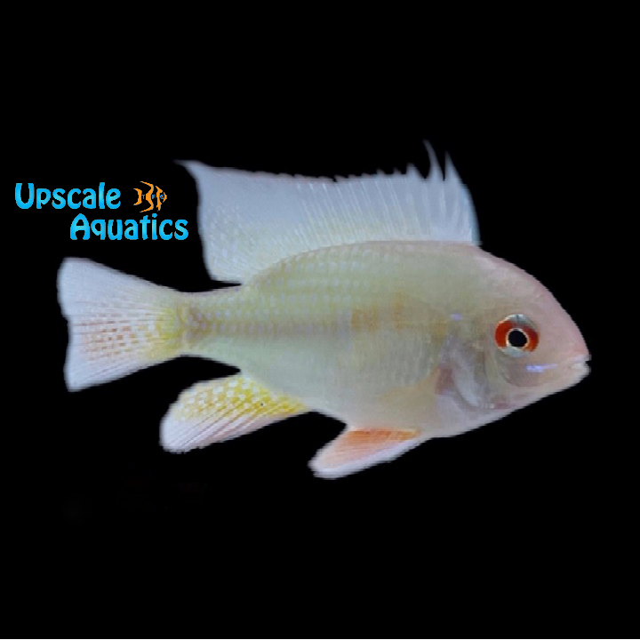 Gold Ram (Mikrogeophagus ramirezi)
