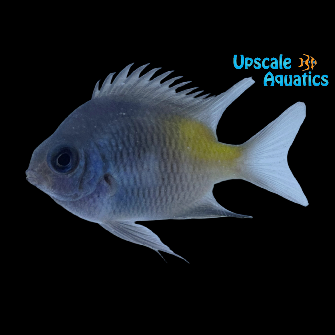 Yellow Flank Damsel (Amblyflyphidodon flavilatus)