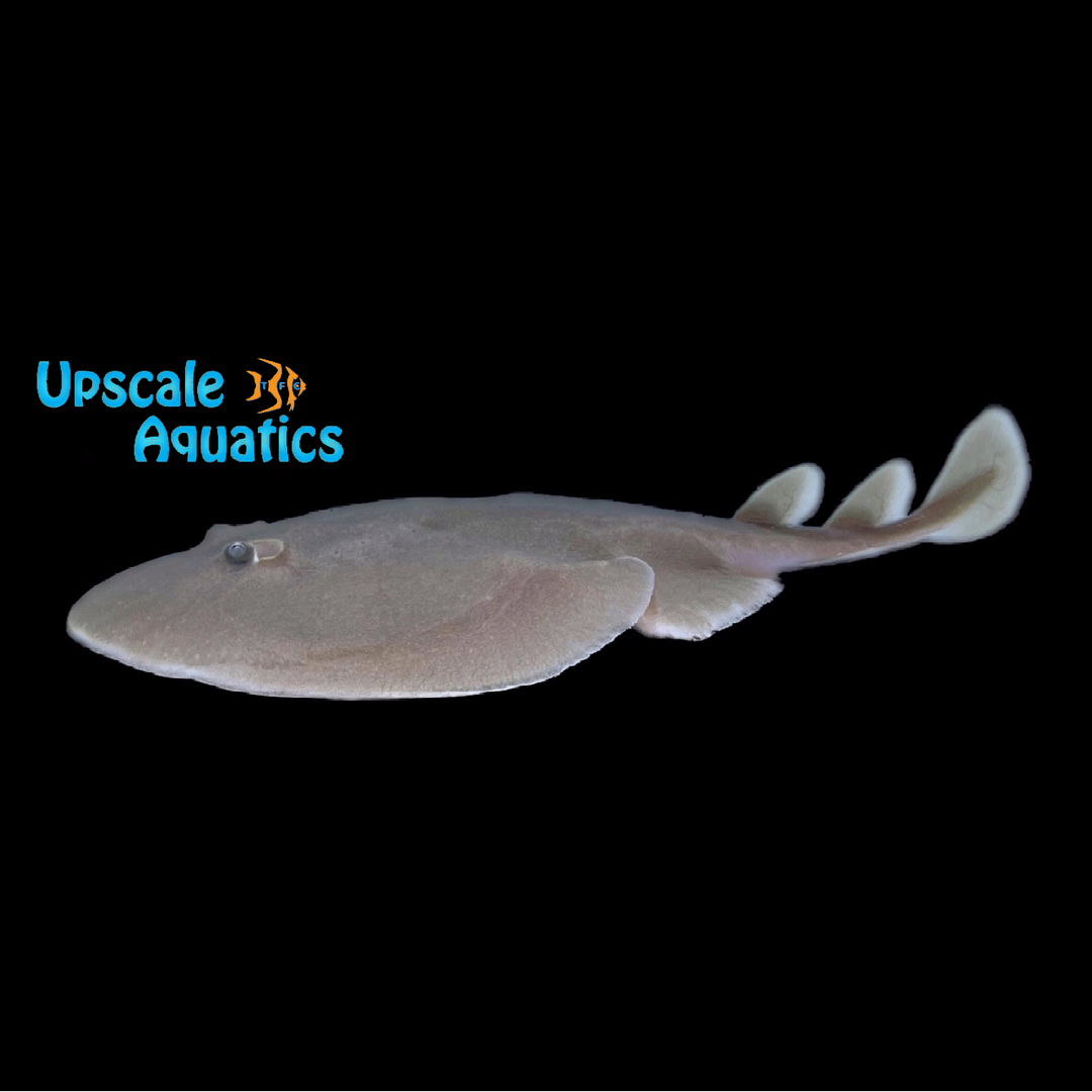 Cortez Electric Ray (Narcine entemedor)
