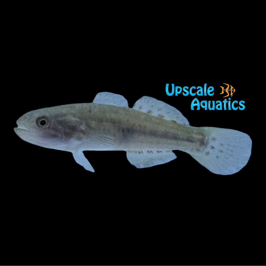 Southern Purple Spotted Gudgeon (Mogurnda adspersa)