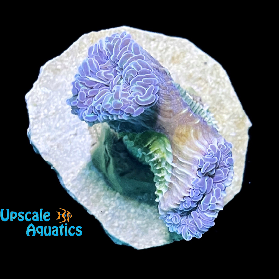 Green Hammer Coral - Aquacultured (Euphyllia ancora)