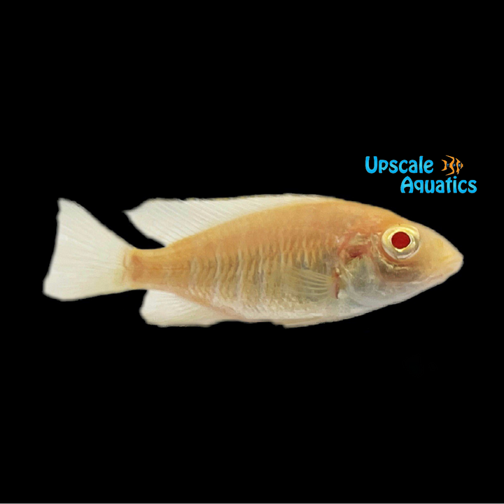 Albino Benga Sunshine Peacock (Aulonocara baenschi 'Nkhomo Reef' albino)