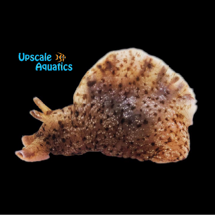 California Sea Hare (Aplysia californica)