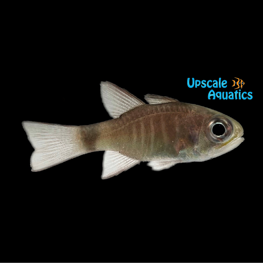 Ghost Cardinalfish (Nectamia fusca)