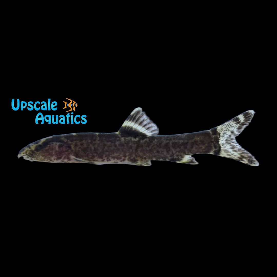 Purple Honeycomb Yangtze Loach (Leptobotia taeniops)