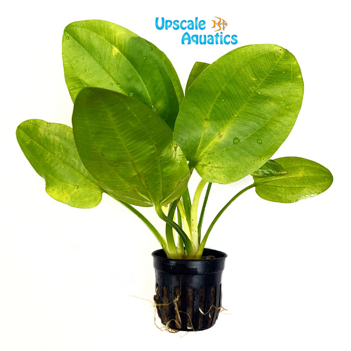 Ascherianus Sword (Echinodorus ascherianus)