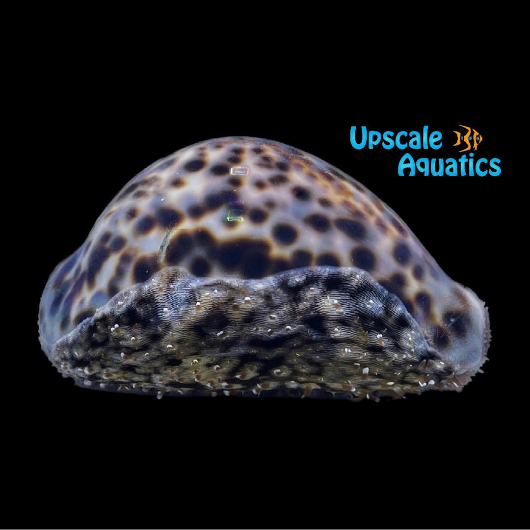 Tiger Cowrie Snail (Cypraea tigris)