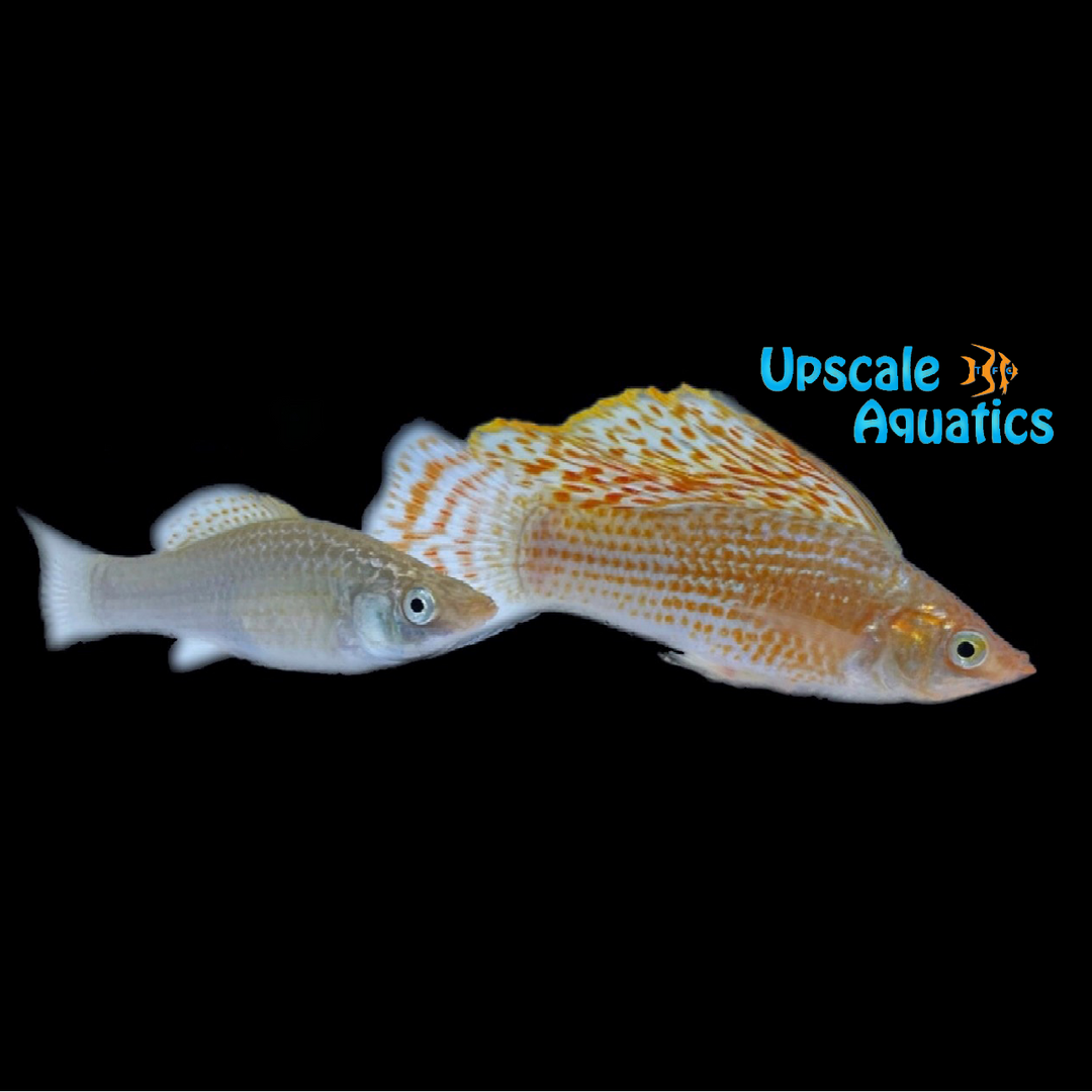 Neon Green Sailfin Molly (Poecilia latipinna)