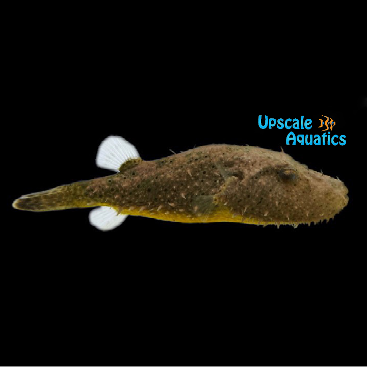 Hairy Puffer (Pao baileyi)