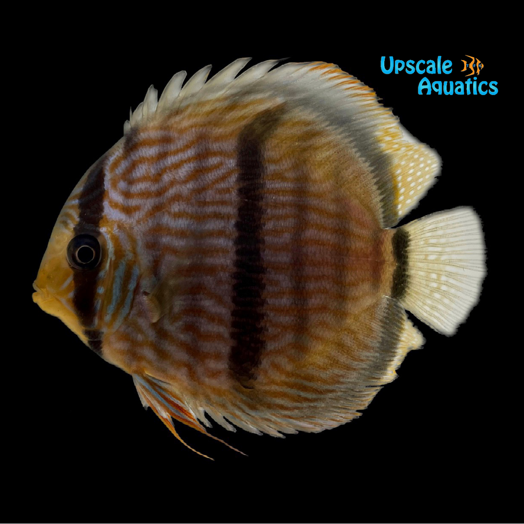 Cross Heckel Discus (Symphysodon discus 'Nova Olinda')