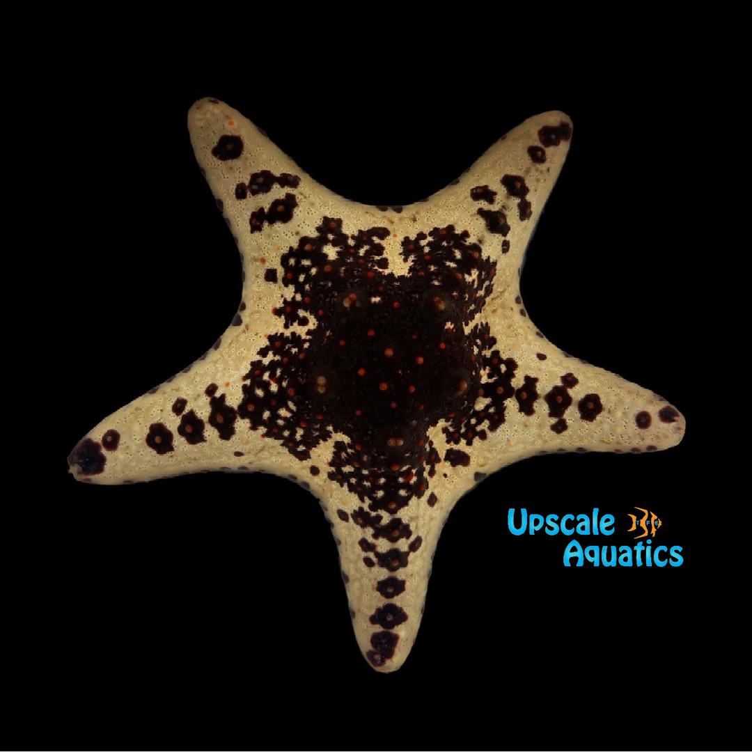 Cookies & Cream Starfish (Pentaceraster sp.)