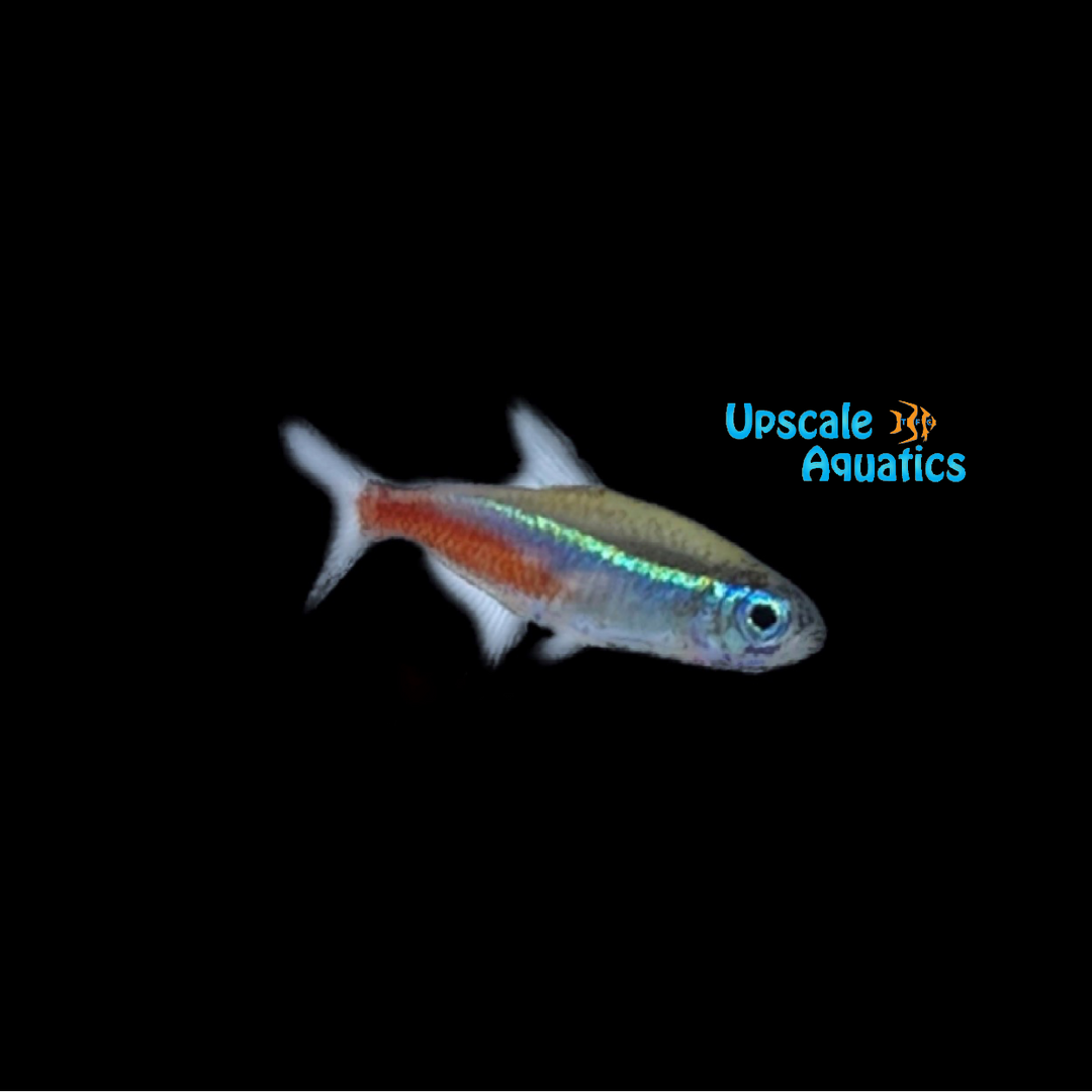 Neon Tetra (Paracheirodon innesi)