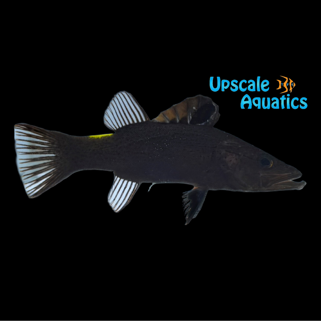 Arrowhead Basslet (Belonoperca chabanaudi)