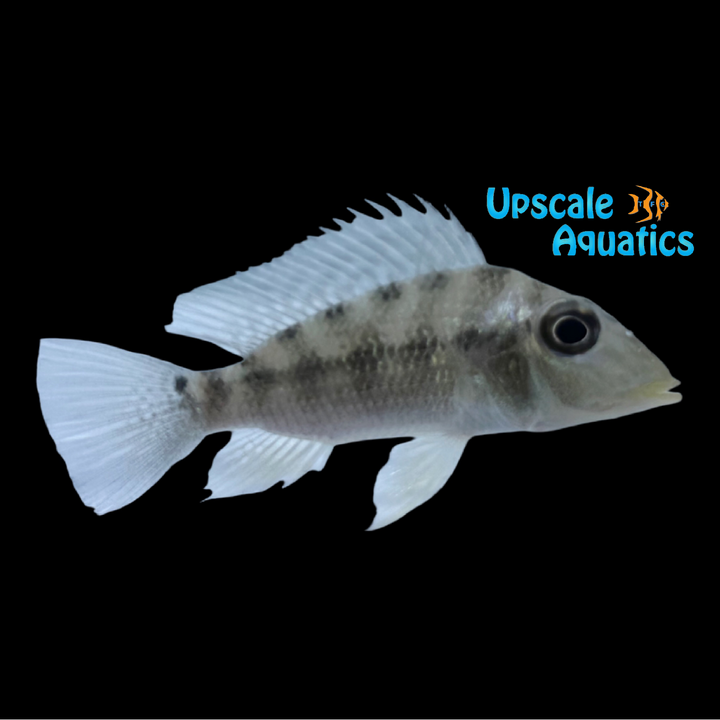 Jurupari Eartheater (Satanoperca jurupari)