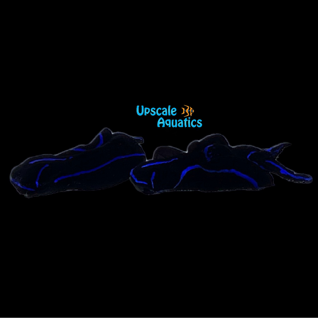 Blue Velvet Nudibranch (Chelidonura varians)