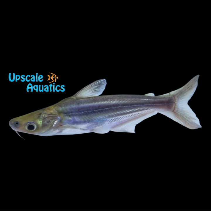 Iridescent Shark (Pangasianodon hypophthalmus)