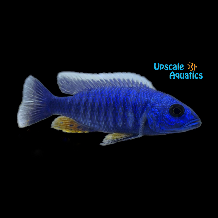 Electric Blue Hap (Sciaenochromis fryeri)