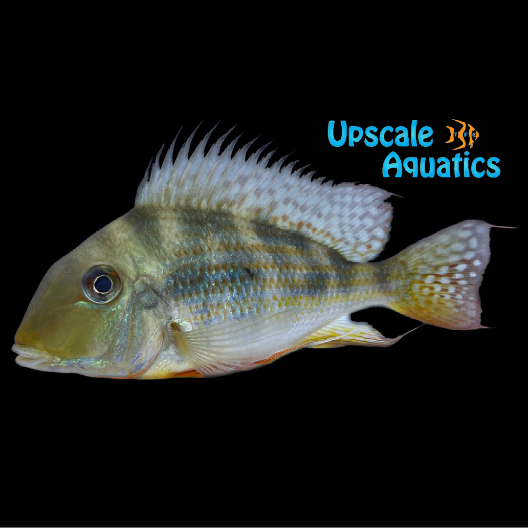 Geophagus Winemilleri