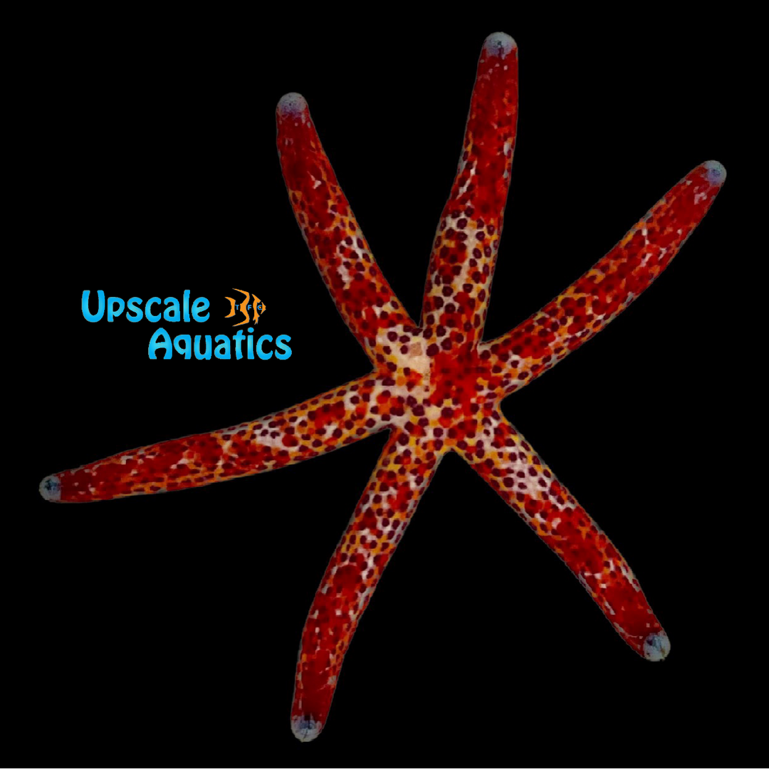 Dalmatian Linckia Starfish (Linckia multifora)