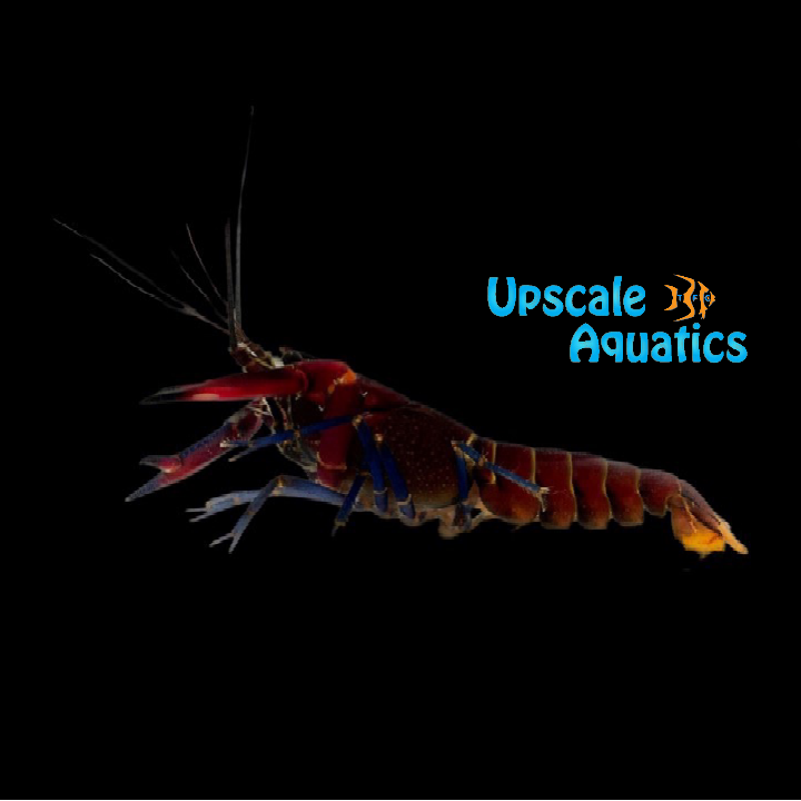 Warsamson Lobster (Cherax warsamson)