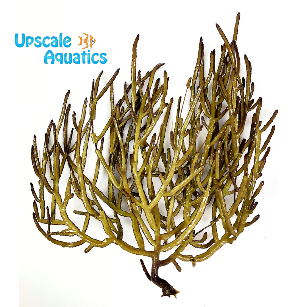 Green Lace Gorgonian (Pterogorgia citrina)