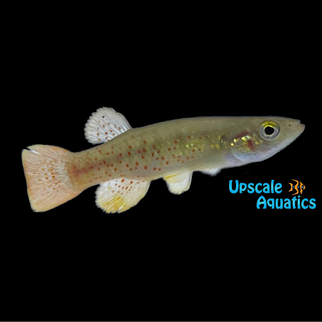 Golden Topminnow Killifish (Fundulus chrysotus)