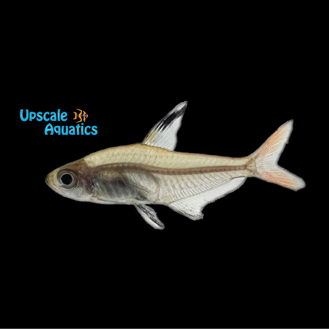 Copeland Tetra (Hyphessobrycon copelandi)