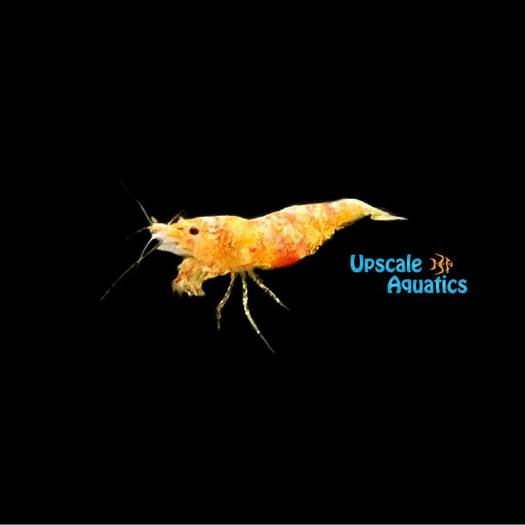 Calico Sunkist Shrimp (Neocaridina davidi)