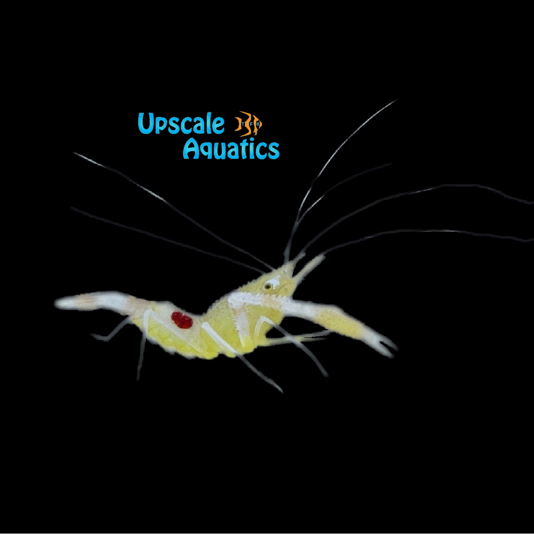 Devaney's Banded Shrimp (Stenopus devaneyi)