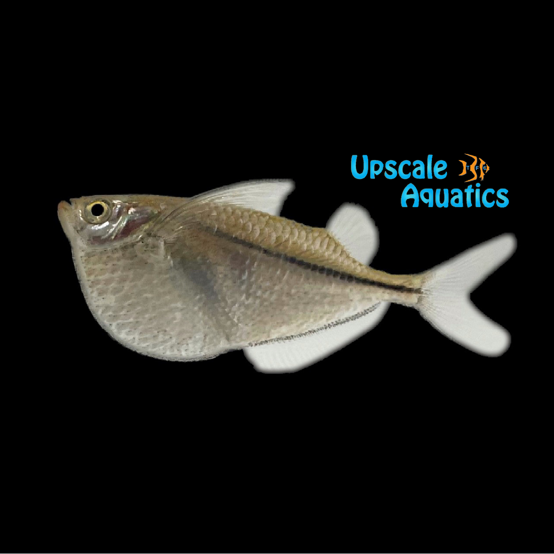 Silver Hatchetfish (Gasteropelecus sternicla)