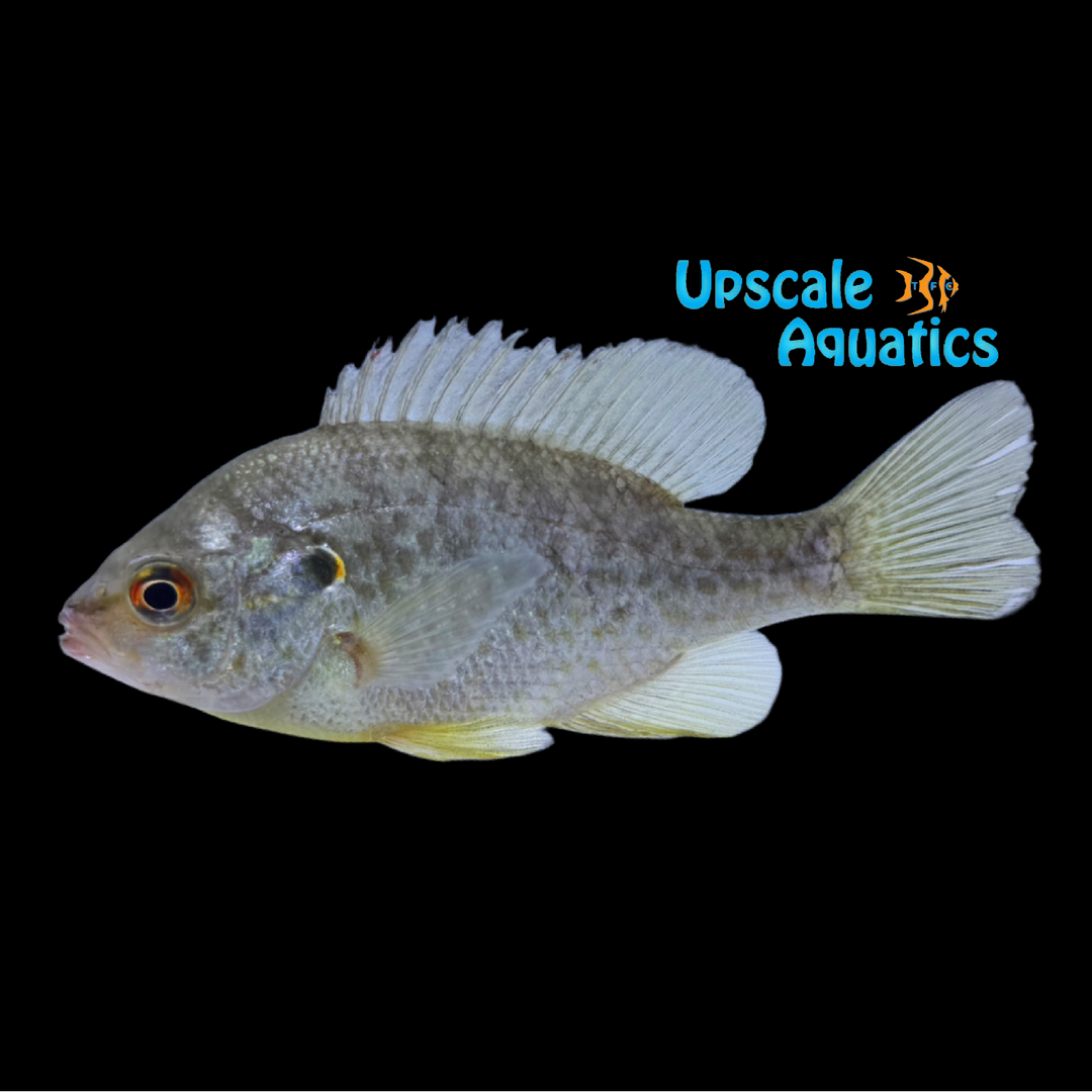 Redear Sunfish (Lepomis microlophus)