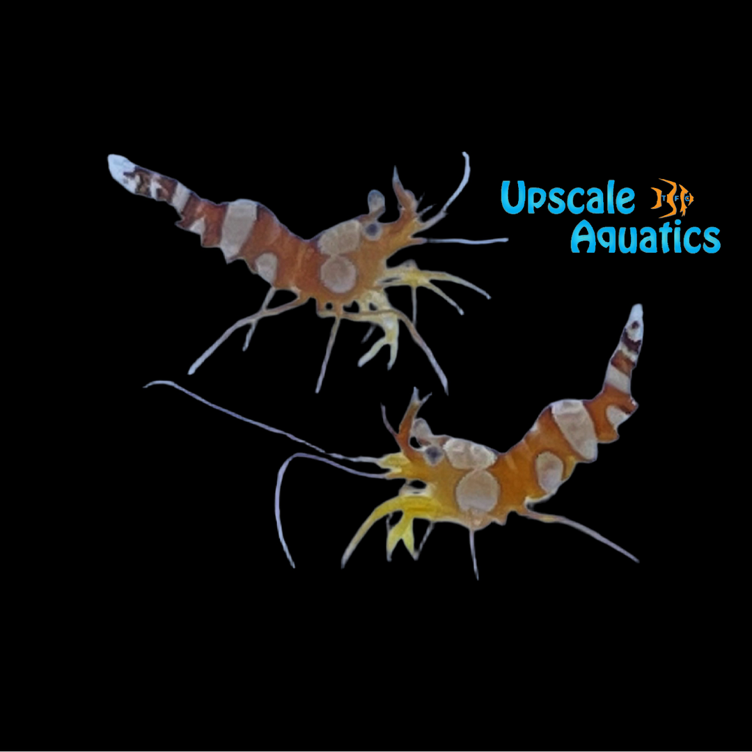 Sexy Shrimp (Thor amboinensis)