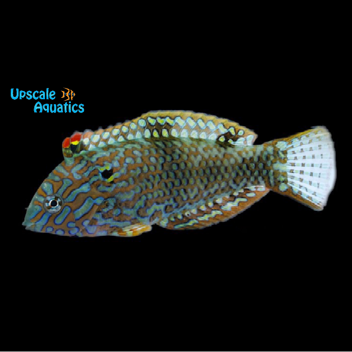 Leopard Wrasse - Male (Macropharyngodon meleagris)