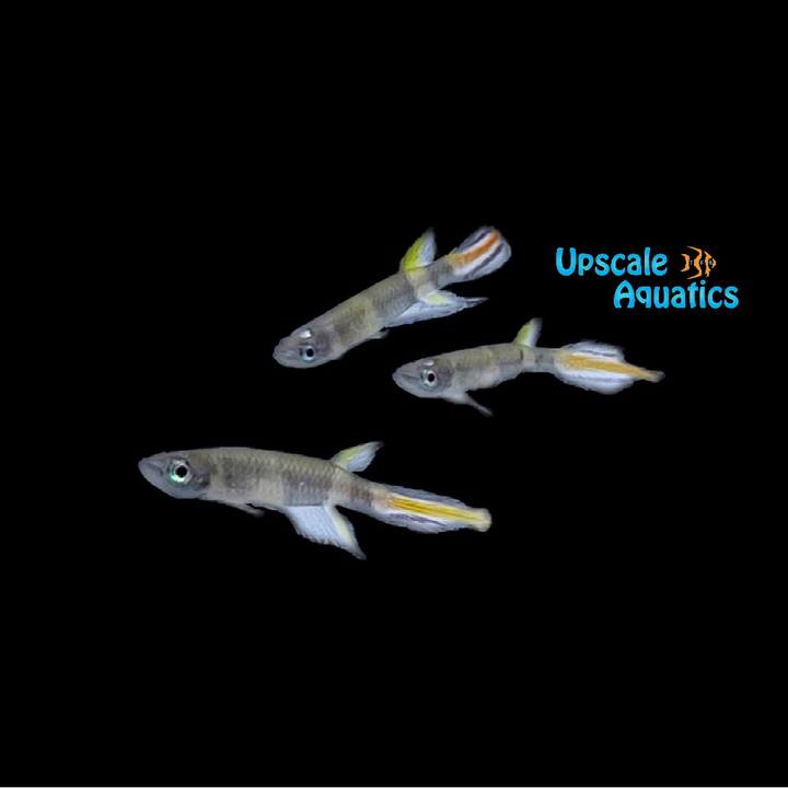 Clown Killifish (Epiplatys annulatus)