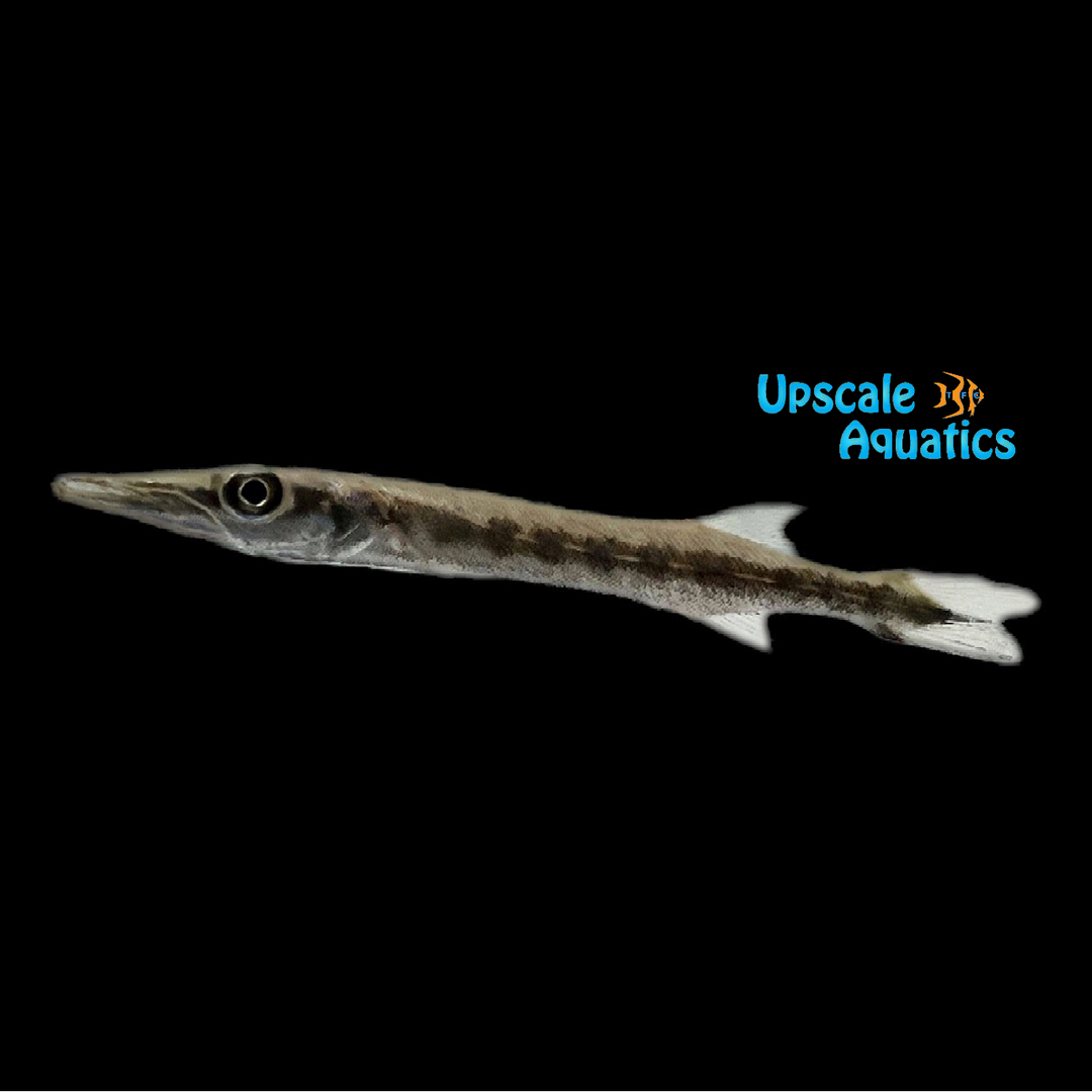 Barracuda (Sphyraena barracuda)