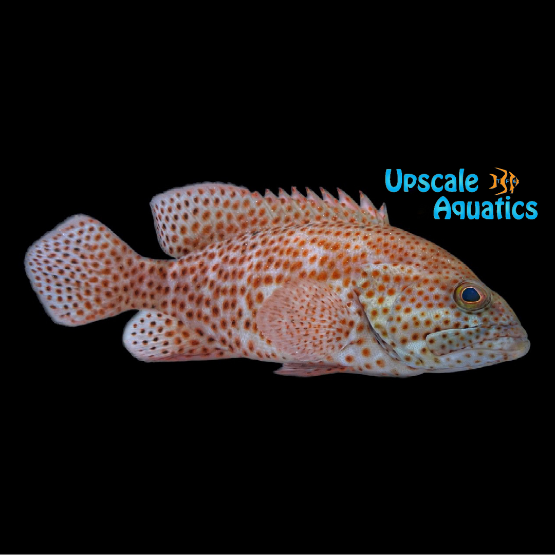 Graysby Grouper (Cephalopholis cruentata)