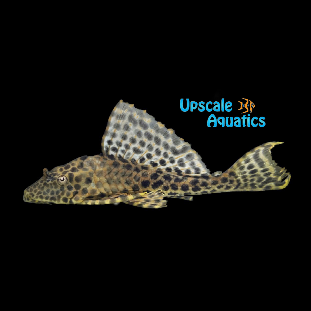 Colombian Spotted Pleco L165 (Pterygoplichthys gibbiceps)