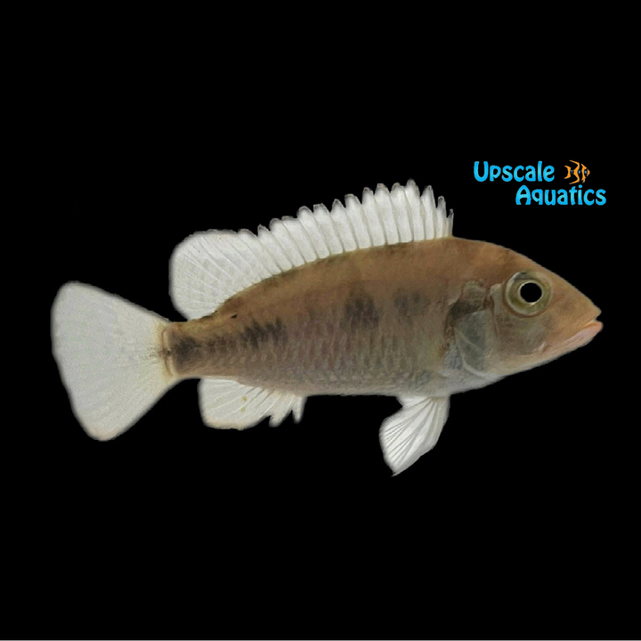Blue Lip Demeusii Cichlid (Thoracochromis demeusii Matadi)